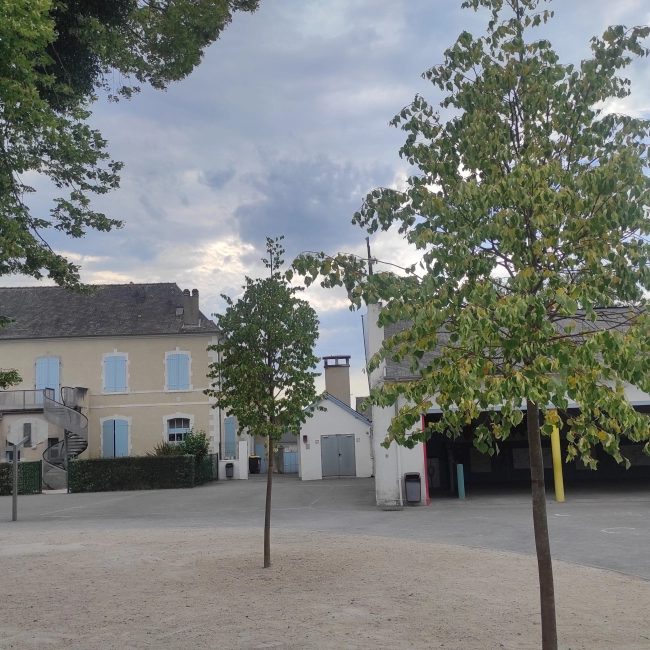PLANTATION ARBRES