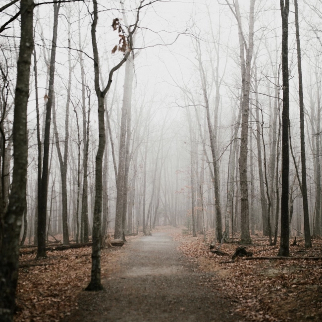 vente de bois