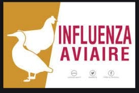 Zone de Surveillance INFLUENZA AVIAIRE